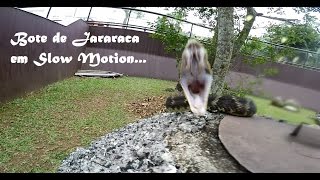 Bote Slow Motion Bothrops jararaca HD [upl. by Acinej824]