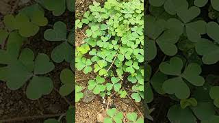 Oxalis plant growing capacity more and more day by day yshortspls likeamp subscribe 🙏🙏🙏🙏 [upl. by Rosalba]