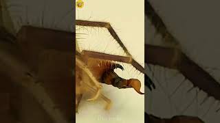 Camel spider vs poisonous scorpion which is more powerful🕷🕷🕷🕷🕷🦂🦂🦂 [upl. by Nedgo]