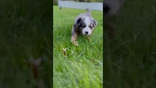 Miniature Australian Shepherd Puppies For Sale in Princeton [upl. by Airun176]