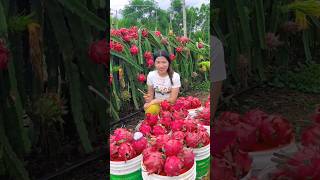 Wanna try these yummy dragon fruit fruits 🍊🍓🍉🍎🥭shorts nature fruit [upl. by Ardnuasal]