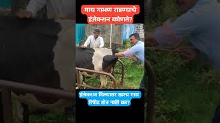 गाय गाभण राहण्याचे इंजेक्शन कोणते इंजेक्शन दिल्यावर खरच गाय रिपीट होत नाही का cow कृत्रिमरेतन [upl. by Westfahl]