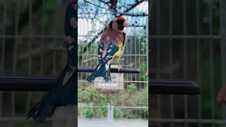 Gardelina Tirone birds chardonneret goldfinch carduelis birdslover nature [upl. by Cresida]