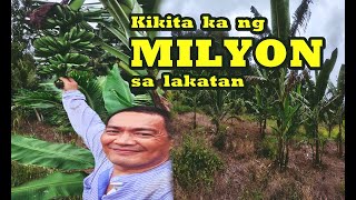 Magkano Ang Kita Sa Saging na Lakatan [upl. by Yrrak]