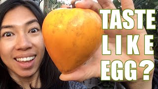 Egg Fruit Canistel Review [upl. by Elfrida689]