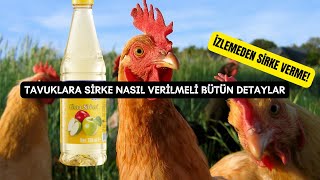 Tavuklara Sirke Nasıl Verilir  Tavuklarda Sirke Kullanımı  Doğal Tavuk ilacı yapımı  tavuk [upl. by Rhyne]