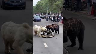 Polar bear and hyena are fighting with python animals Polarbear [upl. by Lyrret]