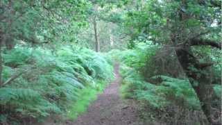 Old Southwold Railway Track 2 [upl. by Dor]