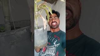 Bhenga pyar🤣😂funny comedy viralvideo trending [upl. by Nilyaj]