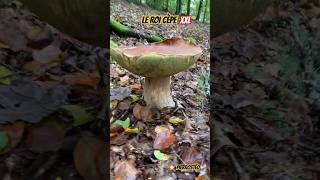 Le roi cèpe XXL ⭐️ PierrOstéo cepes nature champignons shorts [upl. by Kciredor]