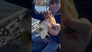 My friends from Spain catching Kansas bass bassfishing provsjoe [upl. by Nimesh126]