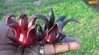 Organic Garden Black Sorrel Rosella Harvest [upl. by Itsuj]