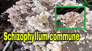 Schizophyllum commune [upl. by Kina]