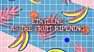 Experiment Ethylene Ripening of Banana [upl. by Aleehs]