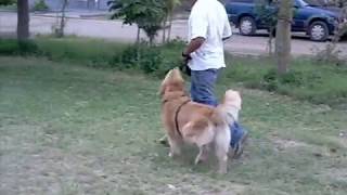 adiestramiento canino basico a un golden retriever y rottweyler [upl. by Hakon]