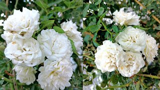 5 Secret Tips for Rose Plants  റോസ പ്രേമികൾ നിർബന്ധമായും ചെയ്യേണ്ട 5 കാര്യങ്ങൾ  Wayanadan Touch [upl. by Holder]