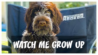 Wirehaired Pointing Griffon puppy from 8 weeks to 8 months oldstarting from the car ride home [upl. by Adamec]