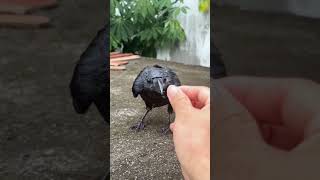 The puzzling behavior of two crows97 crows shorts funny birds [upl. by Sherwynd]