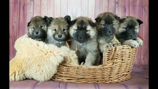 Eurasier puppies R Litter [upl. by Annayrb426]