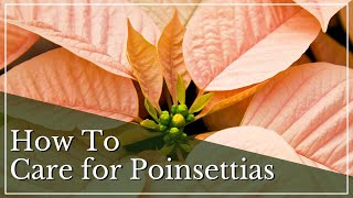 How To Care for Poinsettias  Poinsettia Care Guide  Poinsettia Care Tips  Poinsettias 101 [upl. by Notwen]