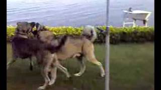 Kurdish Kangal VsKurdish Kangal Dog Fight New [upl. by Ennoryt]