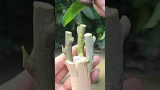 Plant grafting and tree care techniques 2827 [upl. by Edwin]