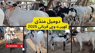 Domel Mandi Kheere Wachy 2025  Most Beautiful Fatehjangi Dhani Bulls [upl. by Nomad946]