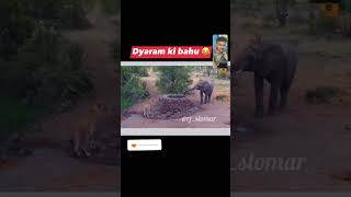 Dayaram ki bahu Jeth ji ke sath comedy trending cartoon videos lion elephant wildlife bird [upl. by Hgielram951]