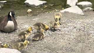 A Gaggle of Canada Geese starring their goslings [upl. by Eirol]