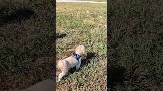 ❤️ Georgie the Malshipoo Loves the Mountain Air ❤️ [upl. by Brit]