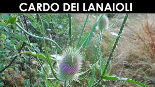 VErba Volant  Il cardo dei lanaioli [upl. by Yellas]