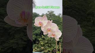 Rare Butterfly Orchid garden creativegardening orchidcare orchids orchidworld [upl. by Aitam]