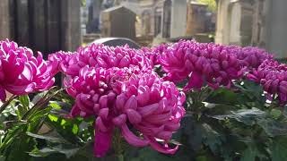 Stroll in Montmartre cemetery Oct 25 2017 [upl. by Arta]