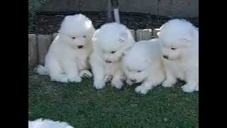 Cachorros de Samoyedo de 1 mes de edad [upl. by Elumas]