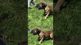 Big Boerboel Barking in Slow Motion mastiff boerboel dogbreed [upl. by Eyr]