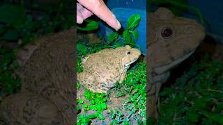 A strange and funny giant frog🐸🤏😂shorts funny frog [upl. by Ecila]