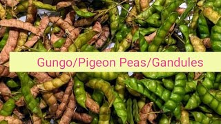 Gungo peasPigeon peasGANDULES  Harvest easy shelling storing PLUS starting new plants from seed [upl. by Nazler]