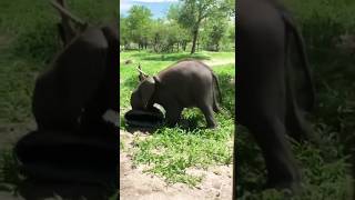 adorable baby elephant playing [upl. by Lowis]