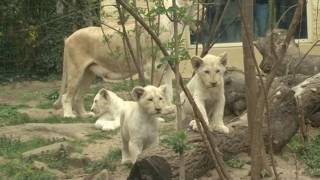 Weiße LöwenVierlinge im Magdeburger Zoo getauft [upl. by Odine]