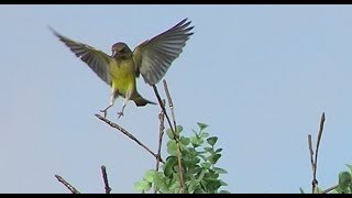 Captura con liga en arbolillo 2 HD [upl. by Norbel]