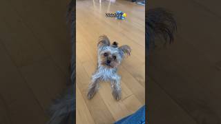 Show your dog before amp after their haircut 🐕🐾💇🏼‍♀️ dogshorts cutedog doghaircut [upl. by Anail]