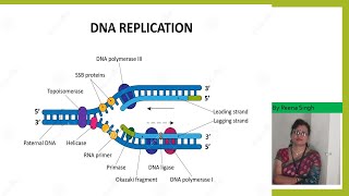 DNA ReplicationII Enzymes in DNA Replication II Prokaryotesshortsyoutubeshorts [upl. by Royd]