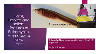 Habit Habitat and salient features of Petromyzon and ammocoete Part2 Dr Sangita Sinha Assoc Prof [upl. by Cleodell404]