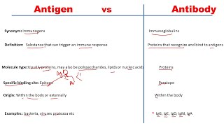 What are Antibodies  Health  Biology  FuseSchool [upl. by Kassandra]