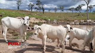 🐮🤠🌱El flujo de caja y el uso de nueva tecnología hacen sustentable un sistema de producción [upl. by Wilmer]