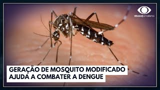 Geração de mosquito modificado ajuda a combater a dengue  Jornal da Band [upl. by Shauna]