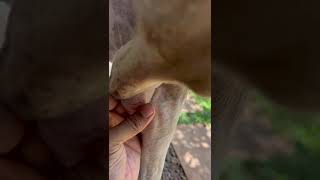 elbow hygroma in a dog [upl. by Ahsiym]