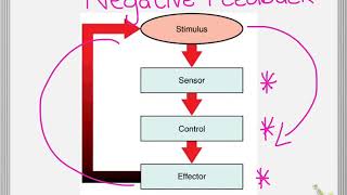 Endocrine System Negative feedback [upl. by Assiar]