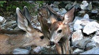 Trail Cam Highlights  Amazing Wildlife Moments in the Wasatch Mountains [upl. by Komarek]