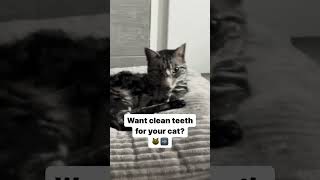 🦷Want clean teeth for your cat [upl. by Magdaia531]